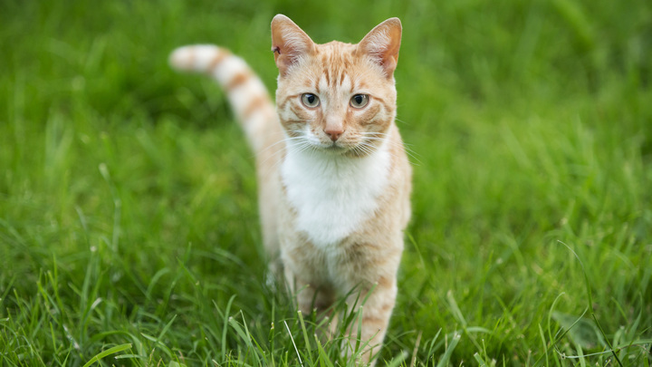 РЖД поменяет правила перевозки животных после гибели кота Твикса