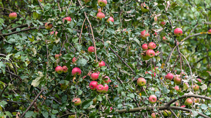 Как защитить сад от вредителей: Эксперт дал советы московским дачникам