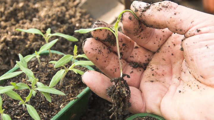 Перекись водорода для рассады: Садоводы настаивают на живительной силе лекарства