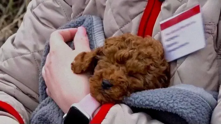 Проводница потерпевшего крушение поезда спасла от гибели щенка