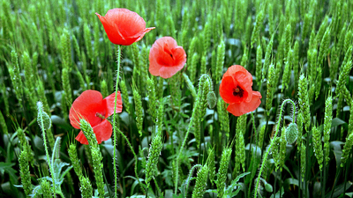 В Курганской области полиция проверит огороды