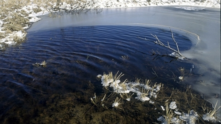 Двух собак выловили на удочку в Чите из заброшенного бассейна