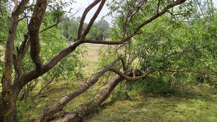 На нижегородца упало дерево из-за сильного ветра