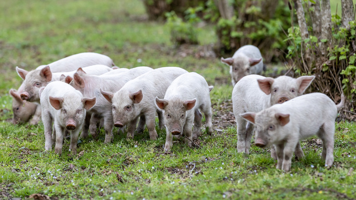 В Кузбассе отменен карантин по чуме