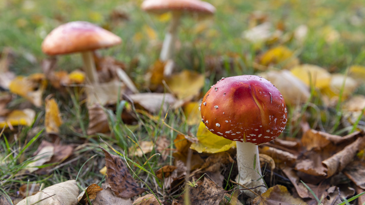 Грибным браконьерам светит по 9 лет: В УК появилась новая статья