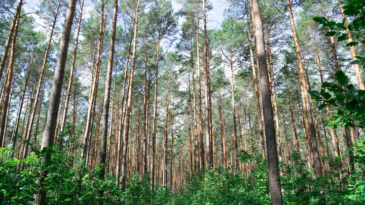 Уходите в глубину леса: Исландские учёные дали неожиданный совет любителям обнимашек