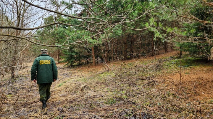 Лес Победы в Меньшово: 56 тысяч деревьев в честь героев Великой Отечественной войны