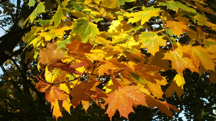 Синоптик предупредил об особой золотой осени в Подмосковье