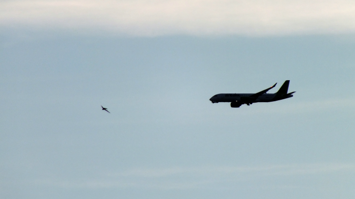 Отпуск под вопросом: отмена рейсов в Турцию затронула тысячи туристов из России