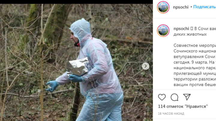 Мясные кубики с препаратом: В Сочи вакцинируют диких животных