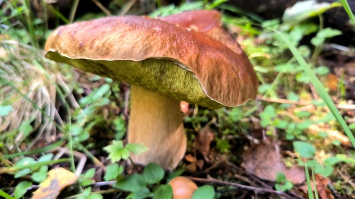 В тюрьму за сбор грибов: В России ввели уголовную ответственность за уничтожение редких видов