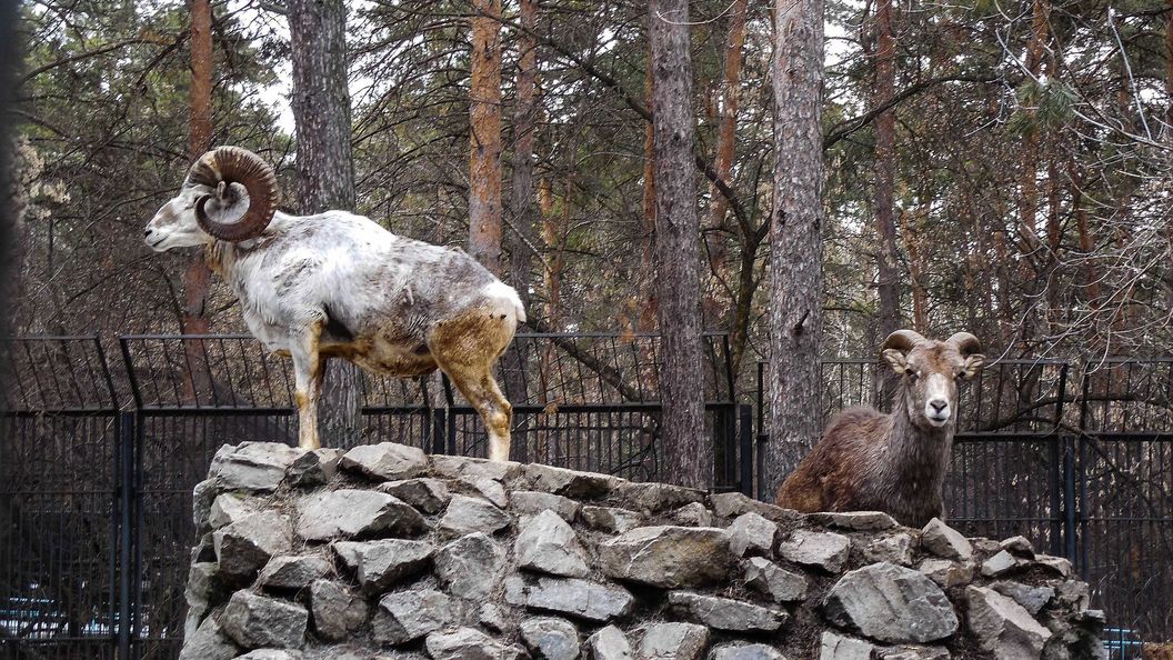 Новосибирский зоопарк апрель. Аргали в Новосибирском зоопарке. Горный Алтай зоопарк. Кодарский снежный баран. Горный баран зоопарк.