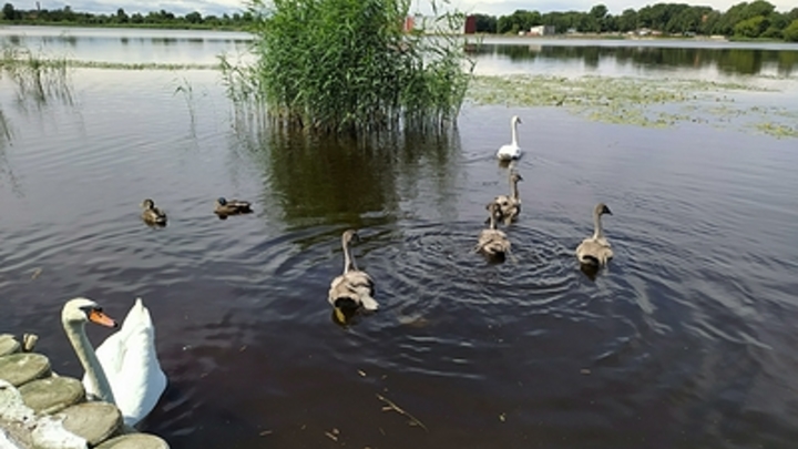 Опасность заражения: Врач пояснил, что кроется в водоёмах с утками