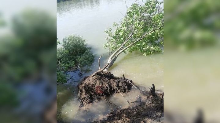Хоть бы успели: жители Краснодара переживают за состояние деревьев в Юбилейном микрорайоне