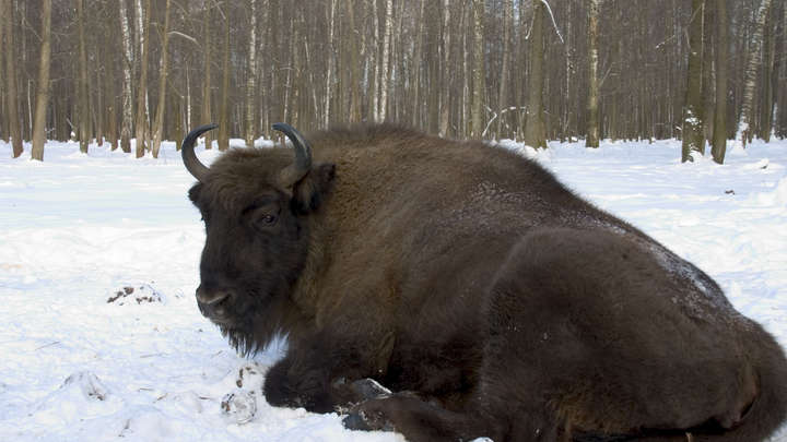 Белорусских зубров хотят взять на ПМЖ в Россию