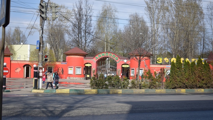 Три красных волка приехали в нижегородский зоопарк Лимпопо