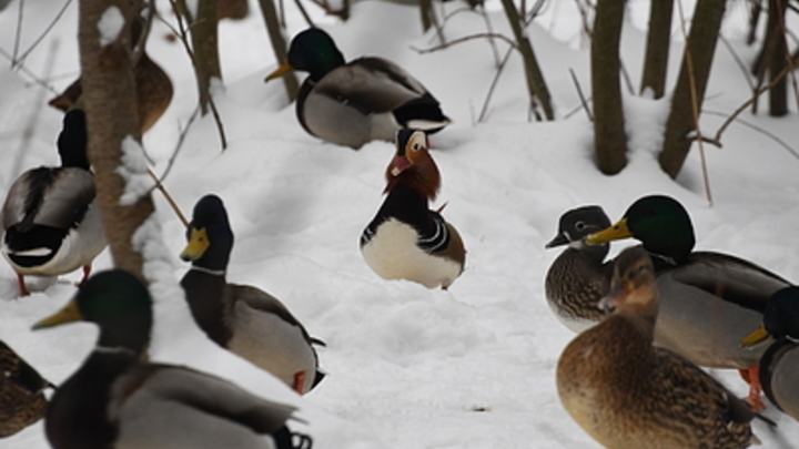 Лаборатории США на Украине разрабатывали биооружие: Заражение России через птиц