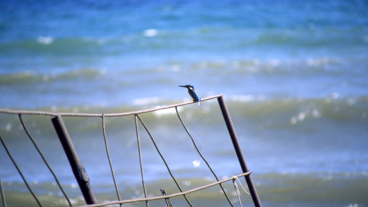 В Кабардинке очистили море от нефтяного пятна, в котором испачкались пловцы