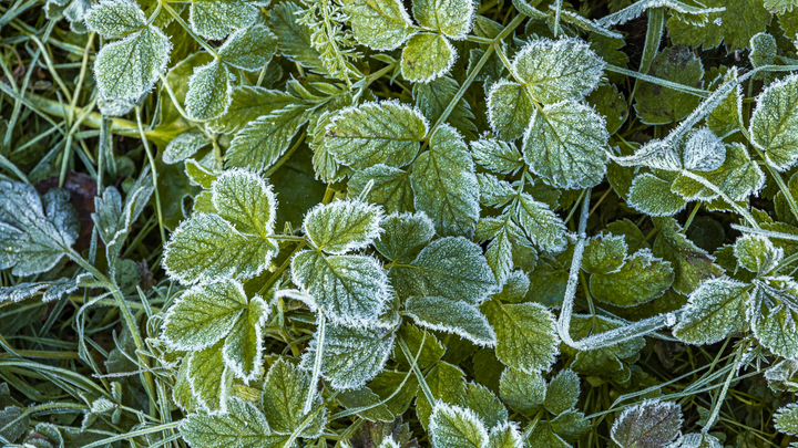 До – 7 градусов: В Самарской области поставлен абсолютный рекорд по майским заморозкам