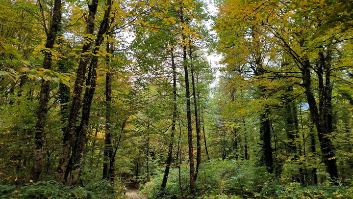 Четыре дня поисков и сотни добровольцев: Пропавшая 12-летняя девочка умерла на руках волонтёров