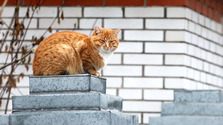Куда исчез Твикс? Из-за кота, пропавшего из поезда, подняты на уши три региона