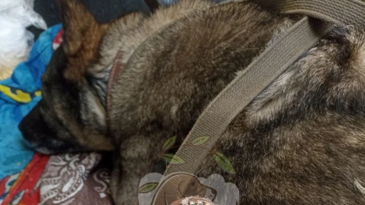 К ДодоБоне выстроилась очередь из челябинцев, желающих дать ей дом. Только есть одно но..