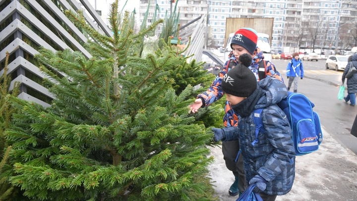 Как правильно выбрать ёлку на Новый год: изумрудные иголки и запах хвои