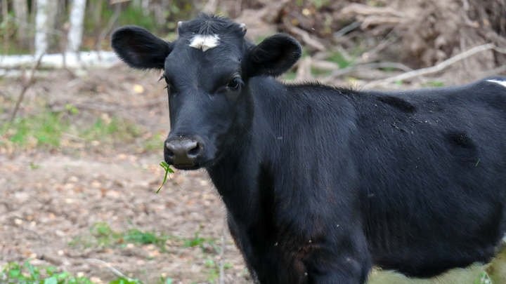 Герой передачи Би-би-си Эта фермерская жизнь убит одной из своих коров