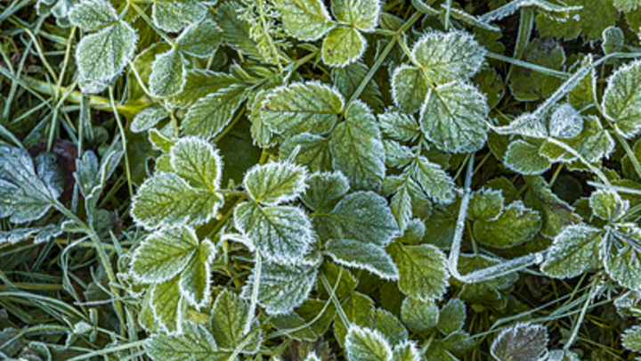 Метеоролог: Заморозки доберутся до России на следующей неделе