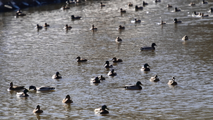 В Москве создаётся один из крупнейших в Европе парков Яуза: Протяжённость 16 км