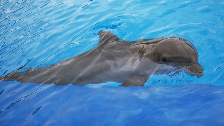 Дельфины Анапы оказались в опасности из-за выброса нефти в море