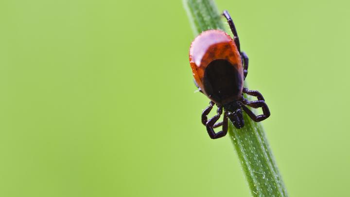 Стало известно, когда Екатеринбург полностью обработают от клещей