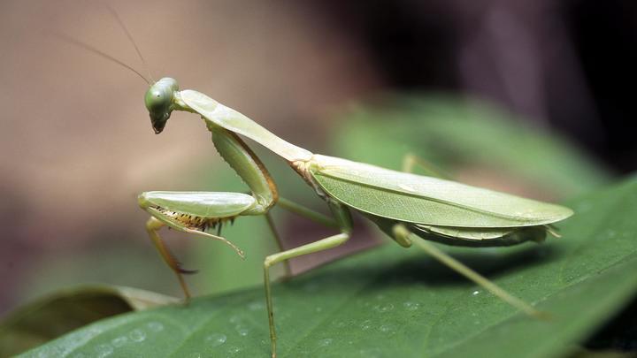 Британцев призывают перейти на кузнечиков и личинки. Ради экономии