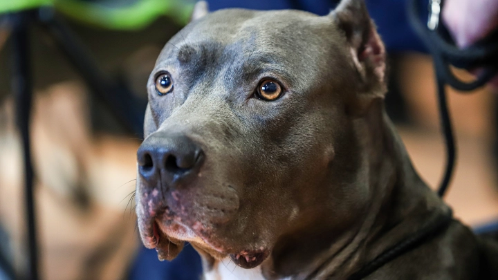 В России могут ввести пожизненный запрет на опасных собак