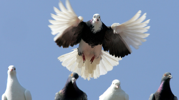 Экскаватором по голубям: Московский чиновник распорядился передавить птиц и снести их дом
