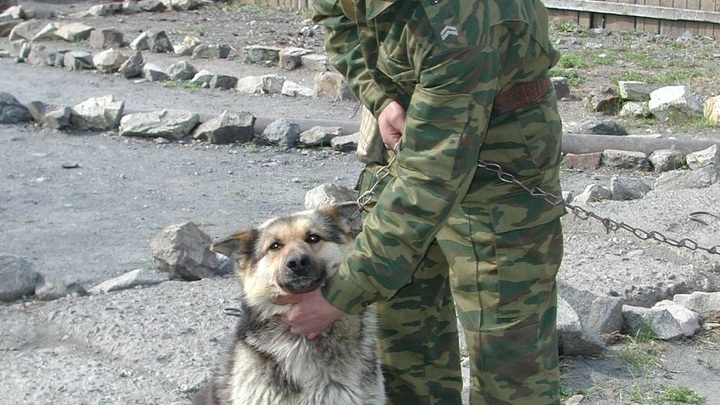 Украинские пограничники покинули все подразделения на границе с Россией - ФСБ