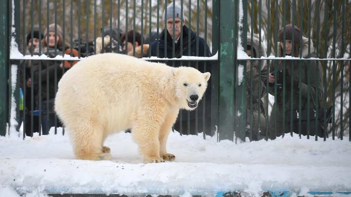 Москва перешла на зимний режим: веранды закрыты, зоопарк работает меньше