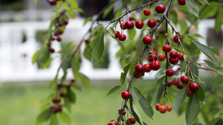 В Мелитопольском районе начался сбор черешни