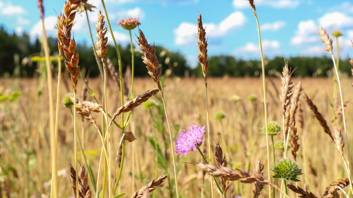 Запорожские аграрии могут рассчитывать на господдержку