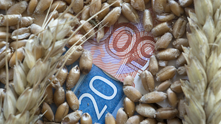 Русская пшеница снова в цене. Эксперт оценила решение Москвы