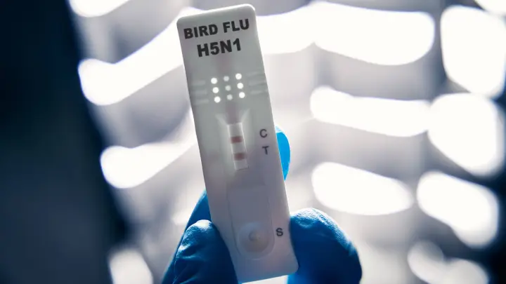 Ученые бьют тревогу: птичий грипп H5N1 мутирует и угрожает новой пандемией