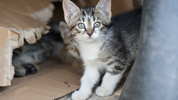 Евросоюз ужесточил правила перевозки животных из России и Белоруссии