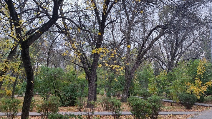 Новости Ростова-на-Дону 23 ноября 2022: почему не нужно убирать снег – версия чиновников