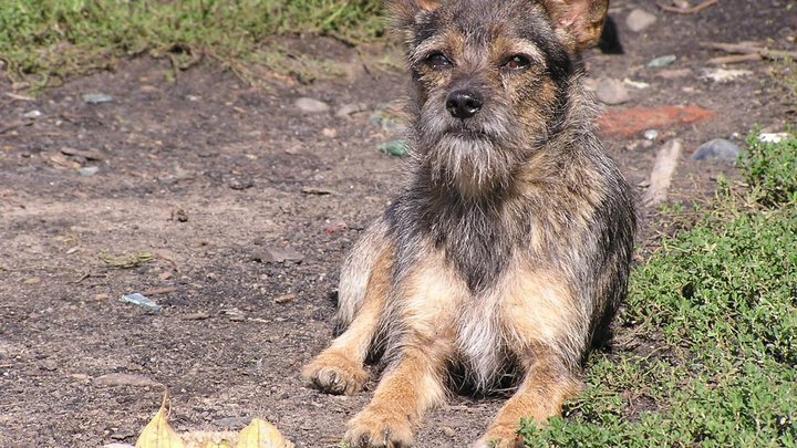 В Краснодаре неизвестный до смерти забил дворнягу в подъезде