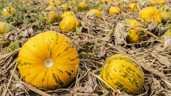 В Чувашии ввели режим ЧС из-за аномальной засухи