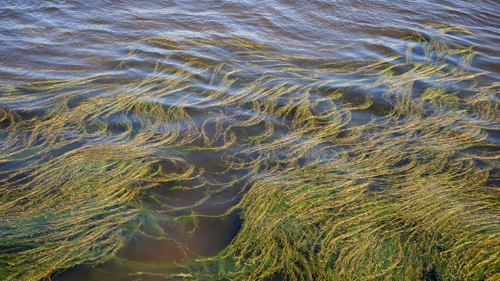 Откуда в Приморье появились токсичные водоросли: Ответ биолога РАН Орловой удивил