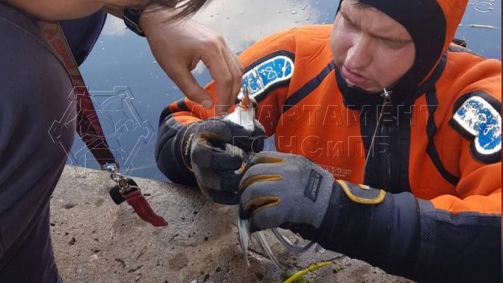 В Москве спасли запутавшуюся в леске чайку