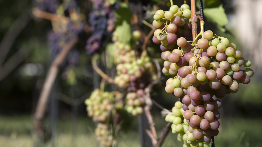 Виноград в больших количествах. Виноград. Косточки винограда. Можно ли есть виноградные косточки вместе с виноградом. Что будет если съесть декоративный виноград.