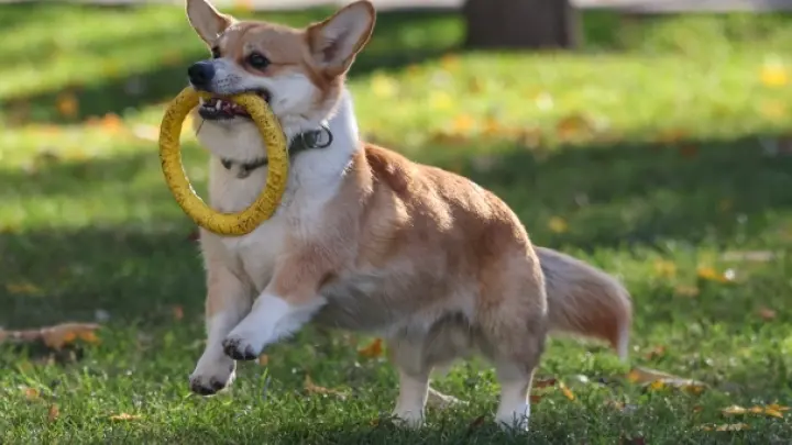 Собакам вход воспрещён: с 1 сентября запретят купаться с животными на пляжах