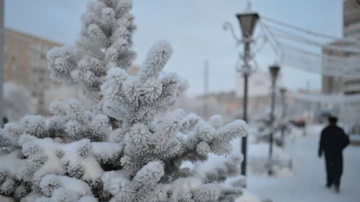 Дорогое удовольствие: во сколько обойдётся бесплатная новогодняя елка из леса